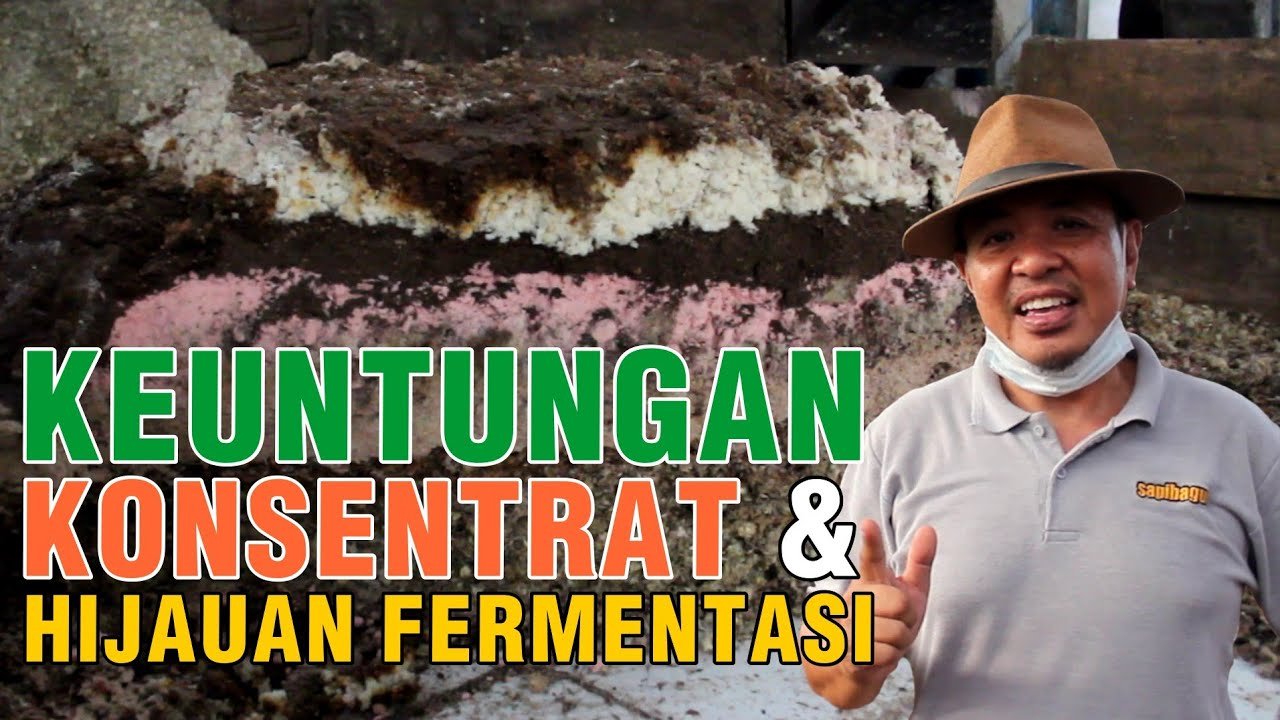 gb-22102022-04.52.07-Keuntungan-Konsentrat-&-Fermentasi-Hijauan-Pakan-Ternak.jpg