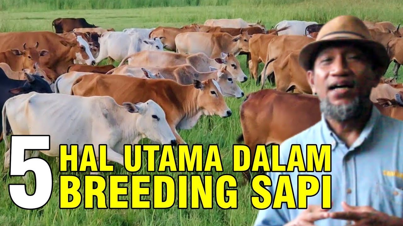 gb-22102023-06.57.07-Tips-Usaha-Pengembangbiakan-Sapi-Breeding.jpg