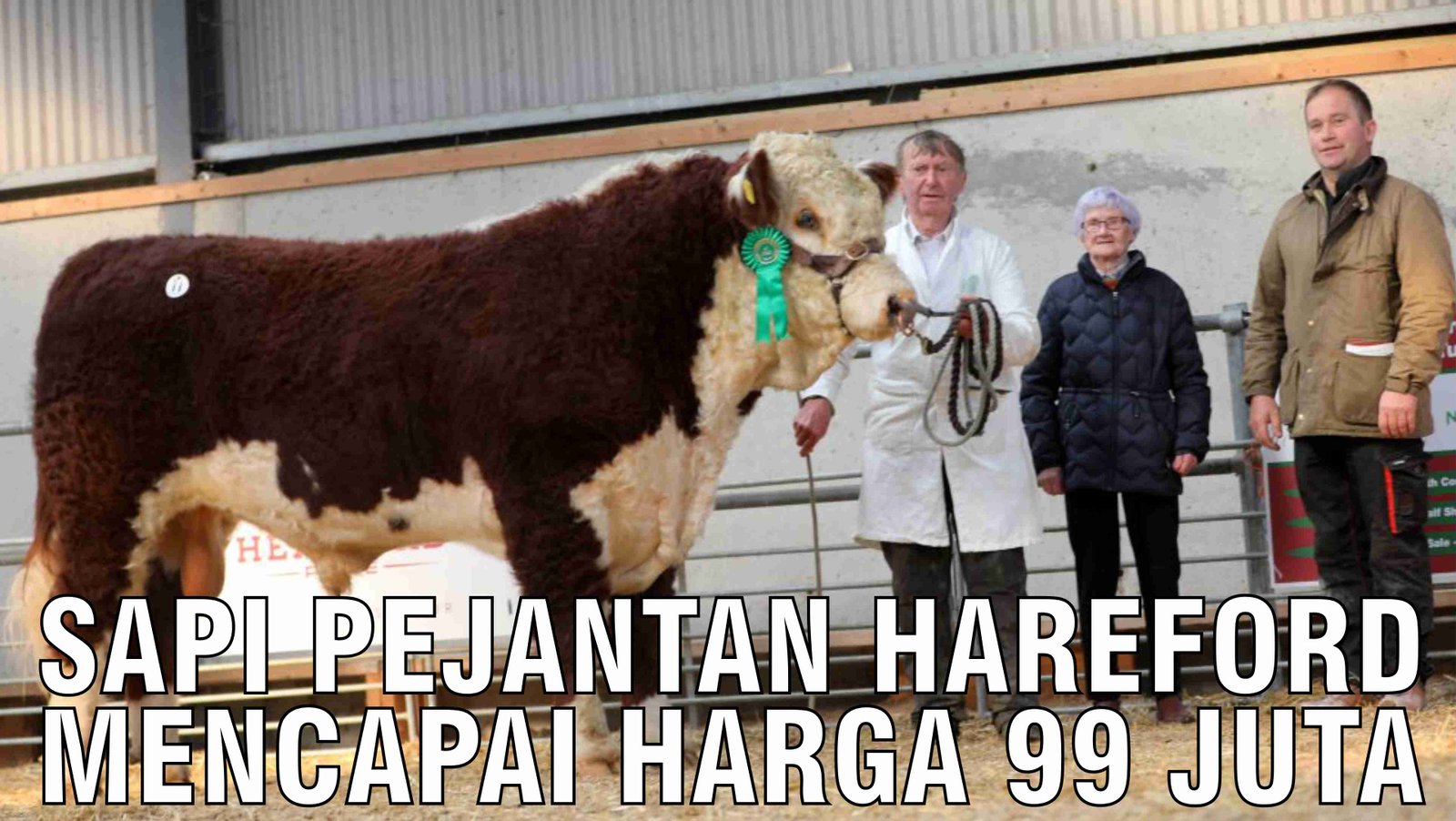 gb-22102024-04.49.03-Sapi-Pejantan-Hareford-Mencapai-Harga-99-Juta.jpg