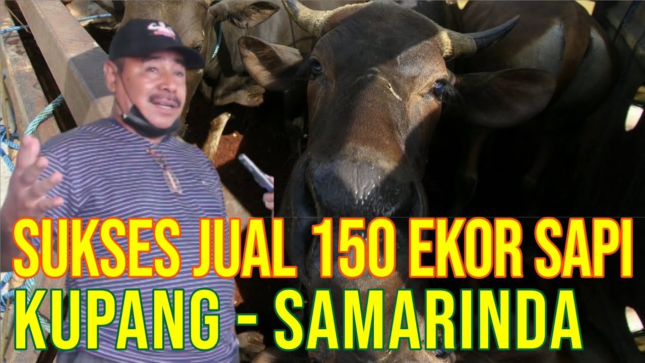 gb-23102023-03.16.18-Sukses-Jual-Ratusan-Sapi-Kupang---Samarinda.jpg