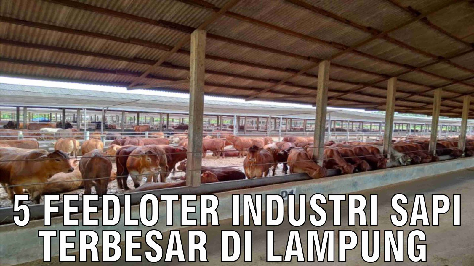 gb-23102024-05.52.33-5-Feedloter-Industri-Peternakan-Sapi-Terbesar-Di-Lampung.jpg