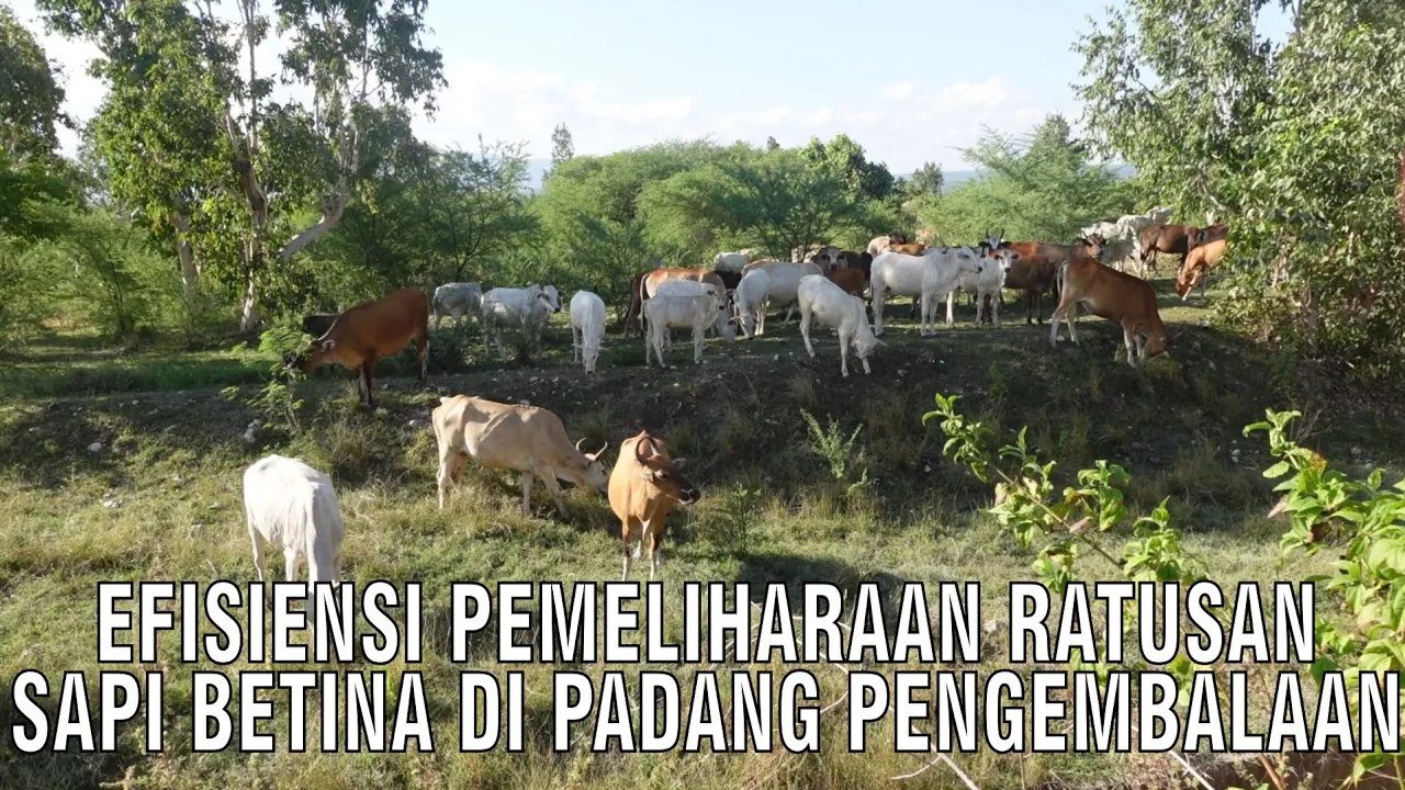 gb-24092024-07.58.26-Efisiensi-Pemeliharaan-Ratusan-Sapi-Betina-di-Padang-Penggembalaan.jpg