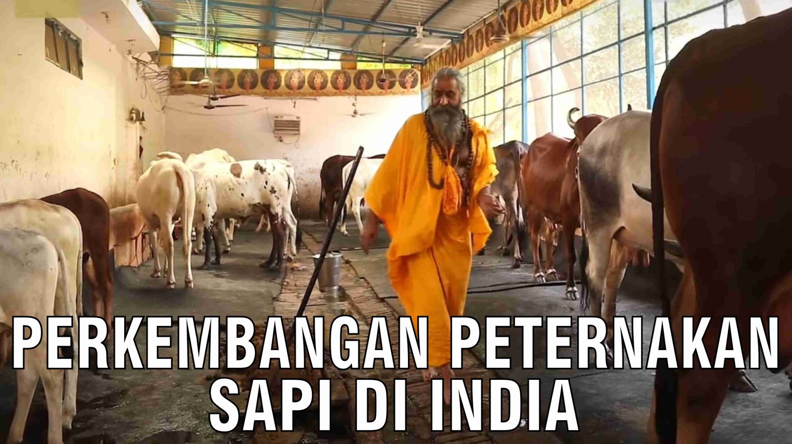 gb-24102024-06.59.19-Perkembangan-Peternakan-Sapi-Di-India.jpg