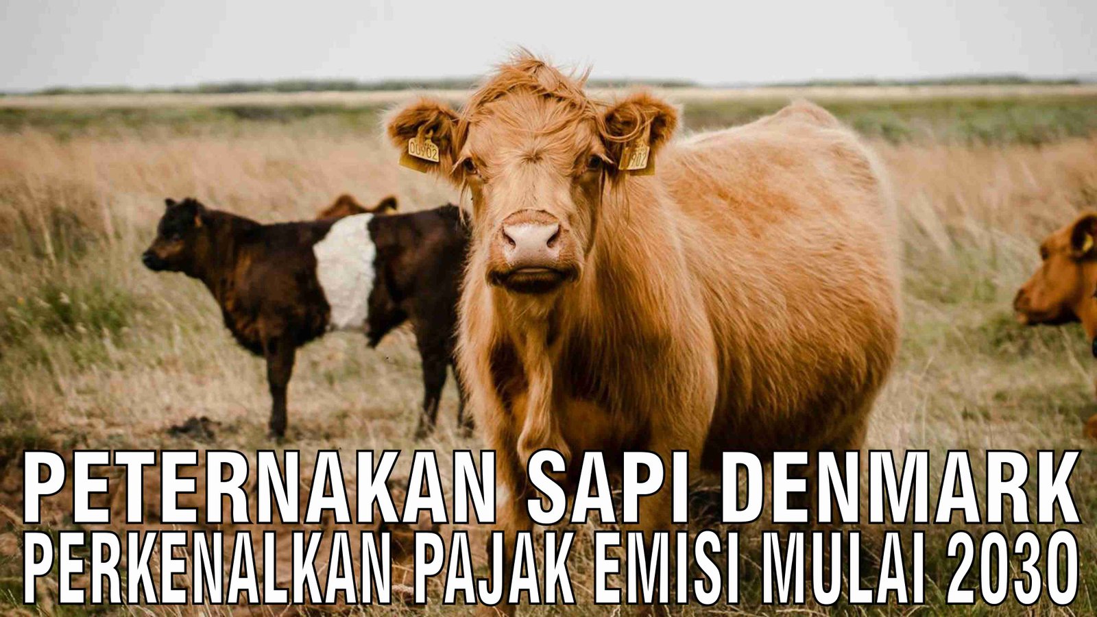 gb-25112024-04.11.34-Peternakan-Sapi-Denmark-Perkenalkan-Pajak-Emisi-Mulai-2030.jpg