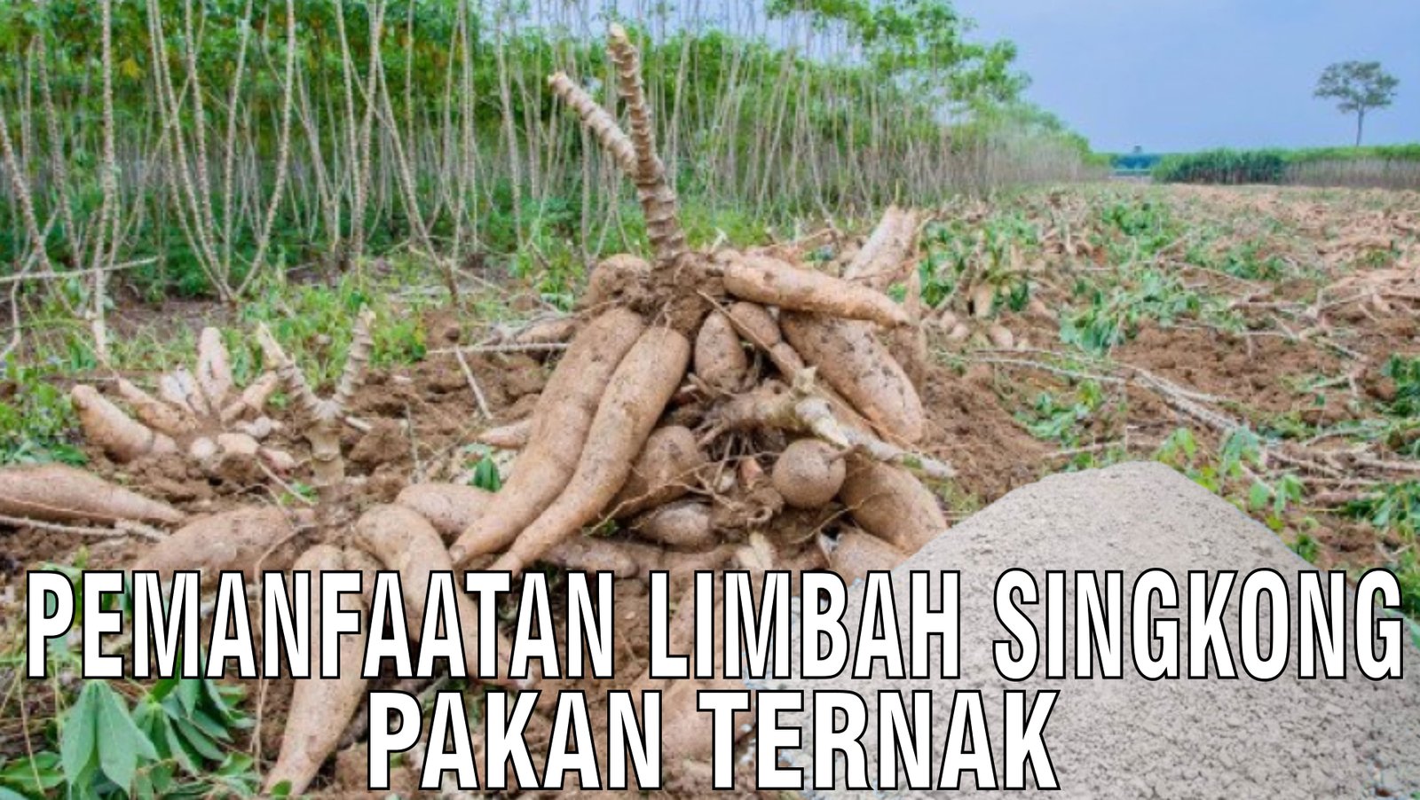 gb-26092024-07.44.15-Pemanfaatan-Limbah-Singkong-Pakan-Ternak-Sapi.jpg