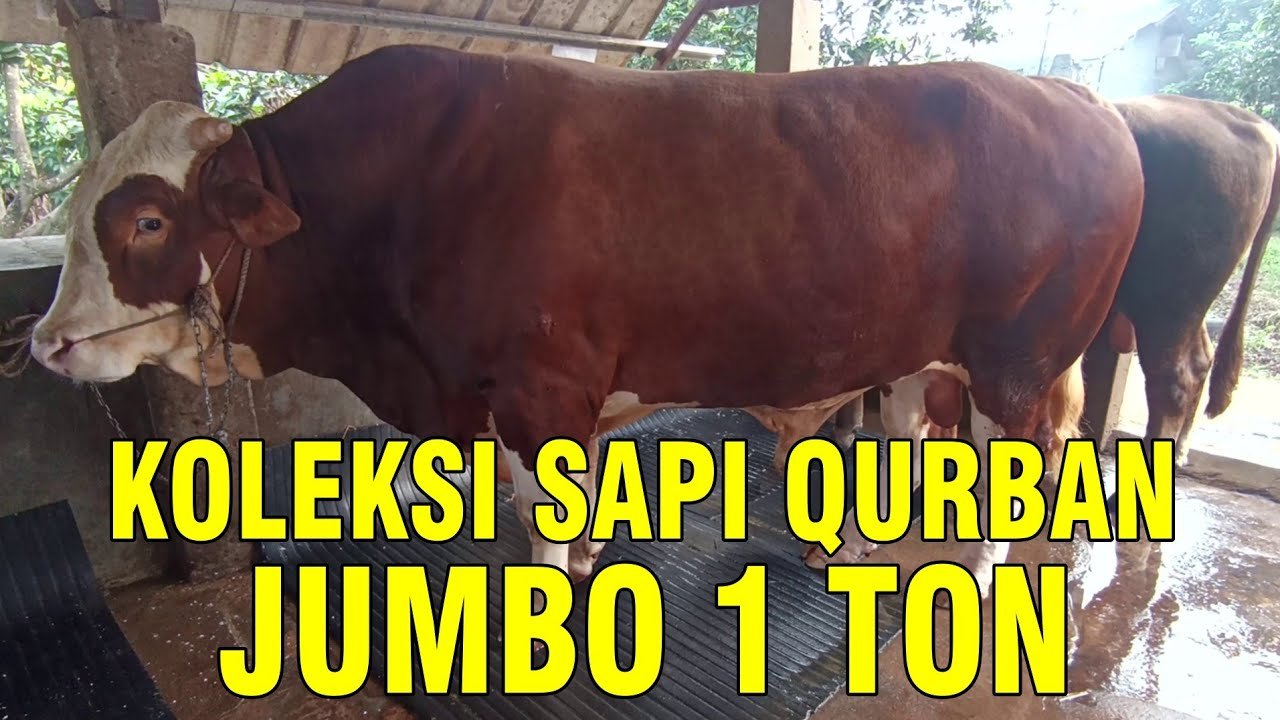 gb-26102023-04.42.42-Sapi-Qurban-Jumbo-2022-1-Ton-Up.jpg