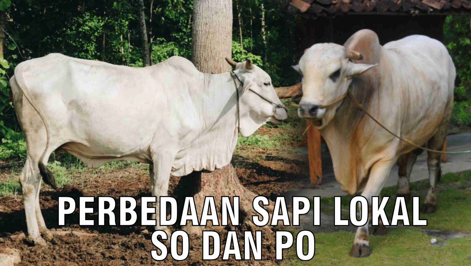 gb-26102024-07.34.49-Perbedaan-Sapi-Lokal-SO-Dan-PO.jpg
