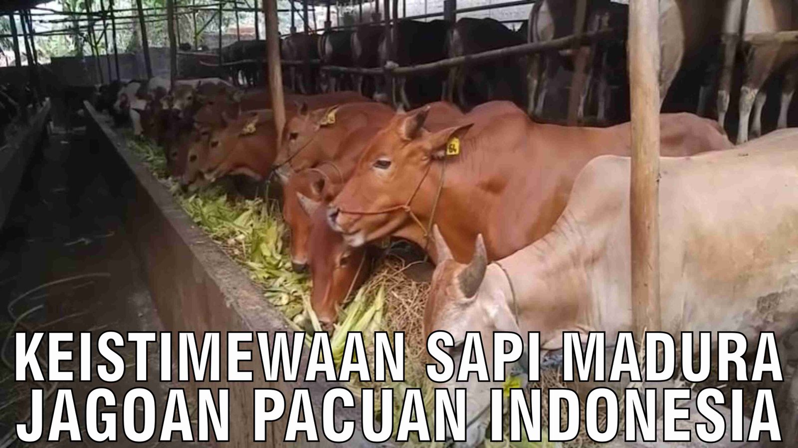 gb-26102024-09.27.01-Keistimewaan-Sapi-Madura-Jagoan-Pacuan-Indonesia.jpg