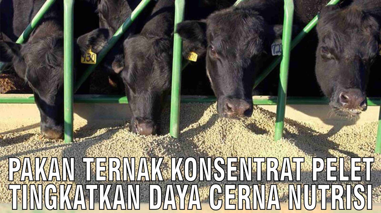 gb-26102024-09.53.38-Pakan-Ternak-Konsentrat-Pelet-Tingkatkan-Daya-Cerna-Nutrisi.jpg