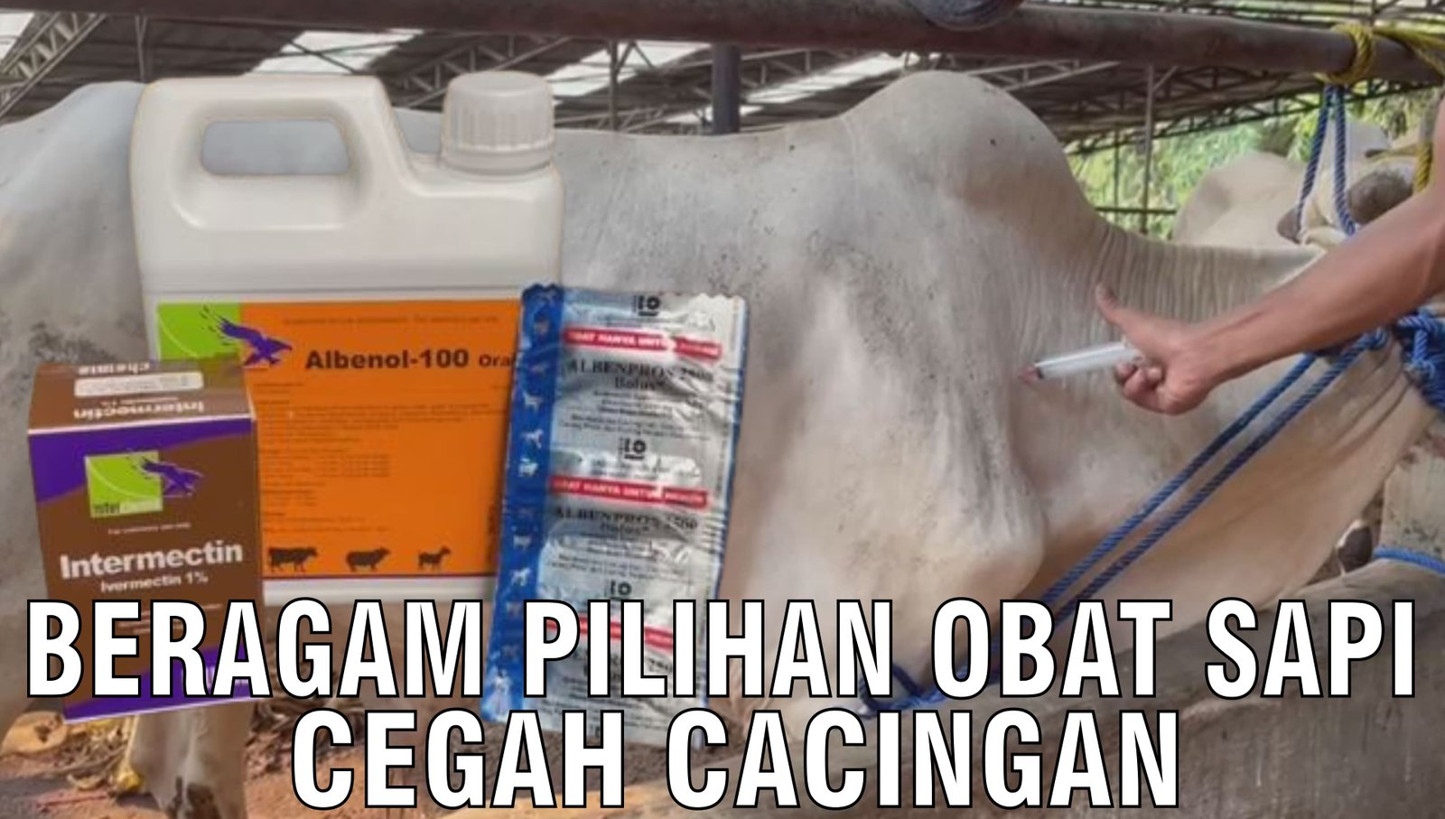gb-27092024-03.05.26-Beragam-Pilihan-Obat-Sapi-Cegah-Cacingan.jpg