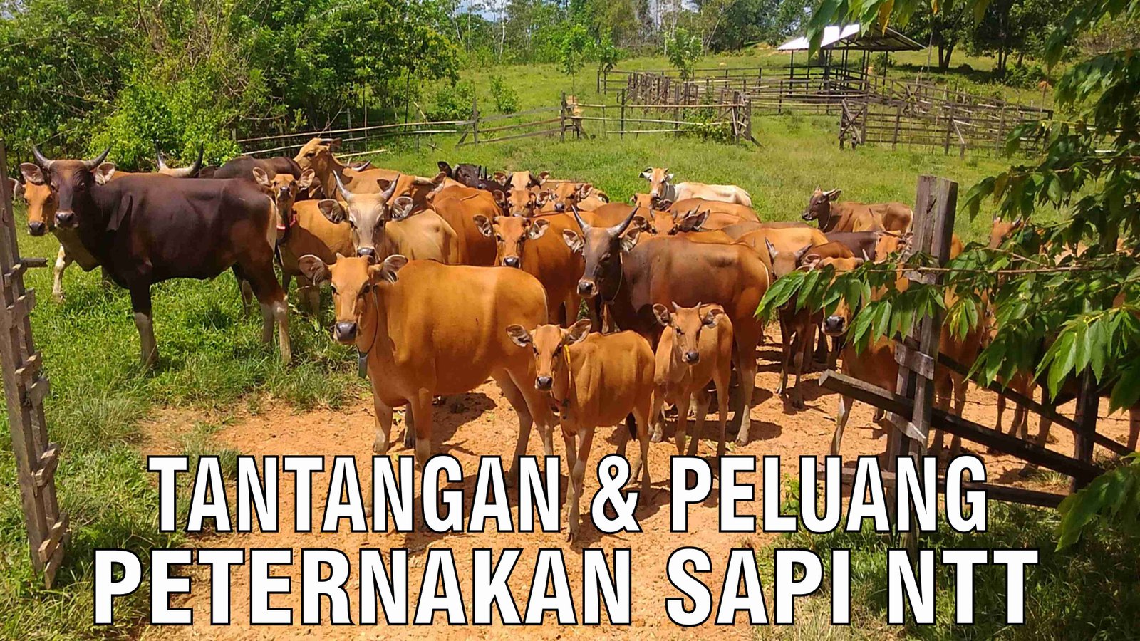 gb-28102024-03.26.29-Tantangan-Dan-Peluang-Peternakan-Sapi-NTT.jpg