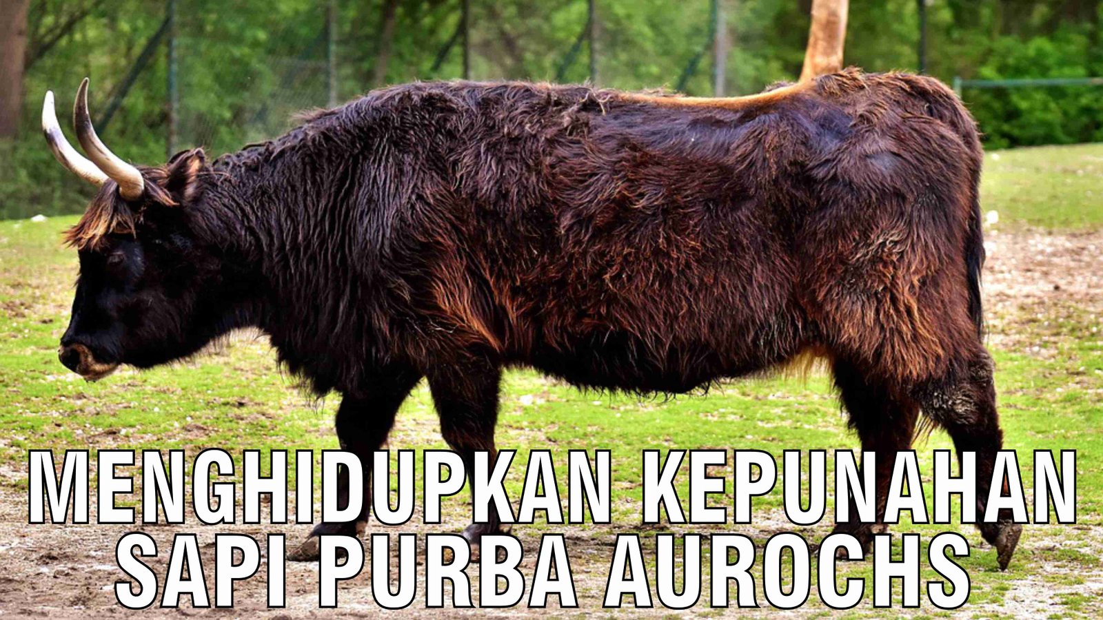 gb-28102024-03.53.05-Menghidupkan-Kepunahan-Sapi-Purba-Aurochs.jpg
