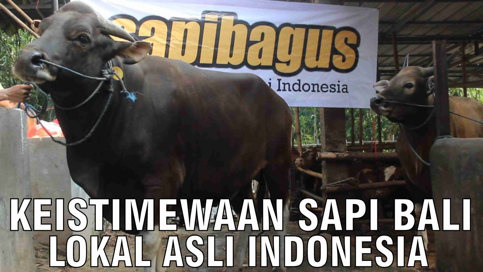 gb-28102024-04.21.26-Keistimewaan-Sapi-Bali-Lokal-Asli-Indonesia.jpg