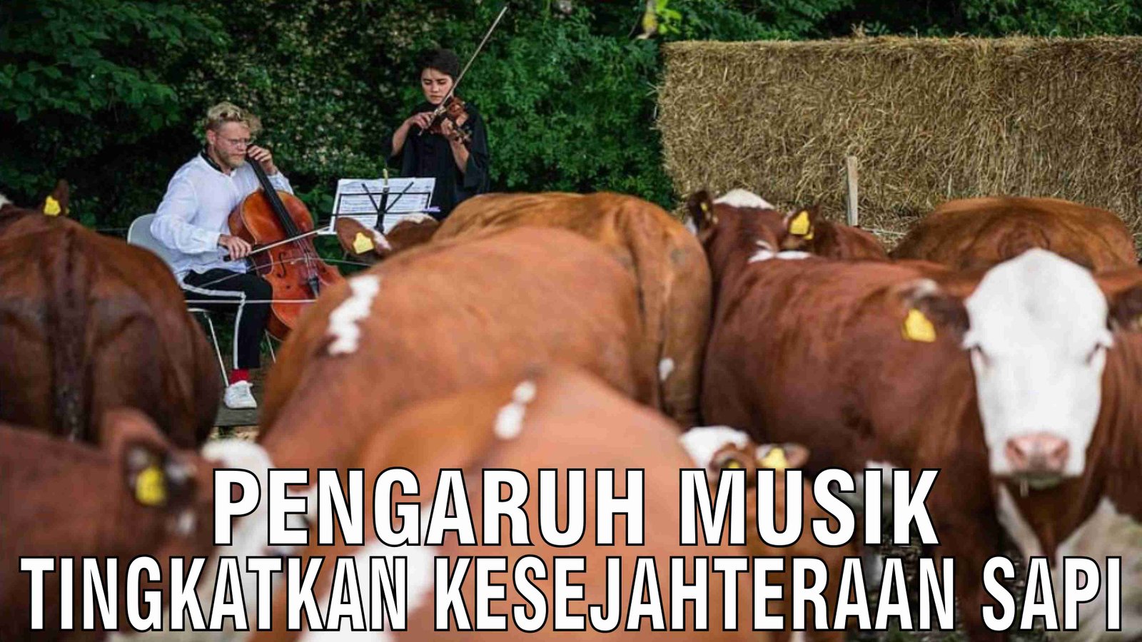 gb-28102024-05.34.29-Pengaruh-Musik-Tingkatkan-Kesejahteraan-Sapi.jpg