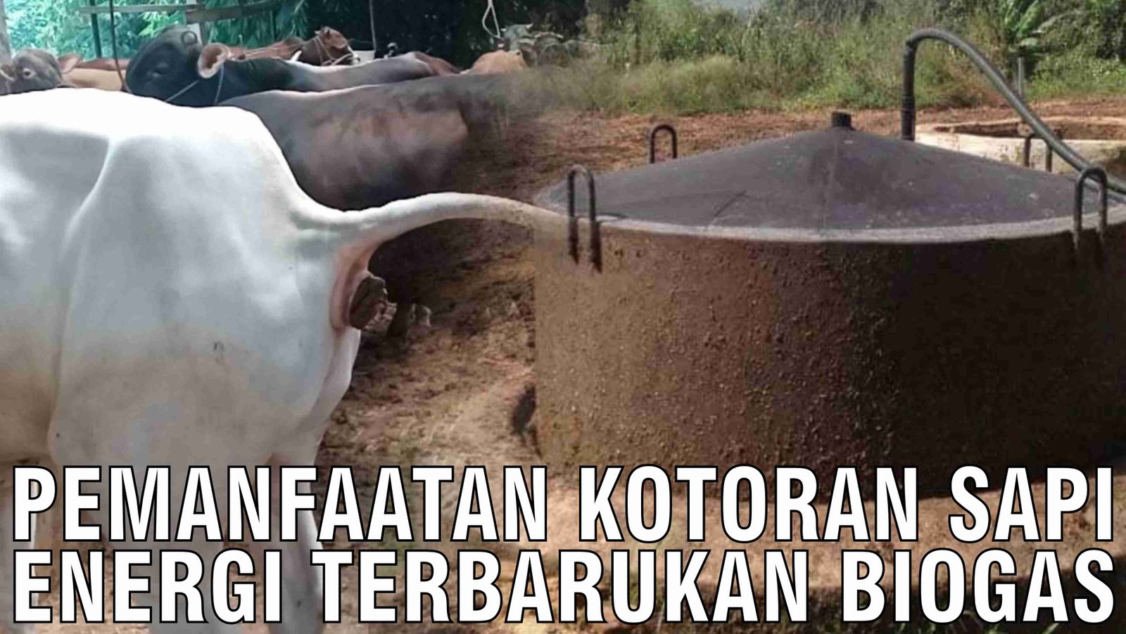 gb-28102024-07.21.16-Pemanfaatan-Kotoran-Sapi-Energi-Terbarukan-Biogas.jpg