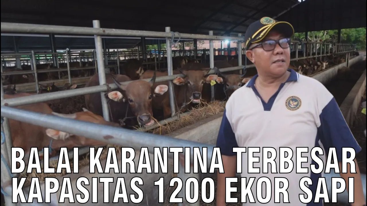 gb-29092024-06.42.09-Balai-Karantina-Terbesar-Kapasitas-1200-Sapi.jpg