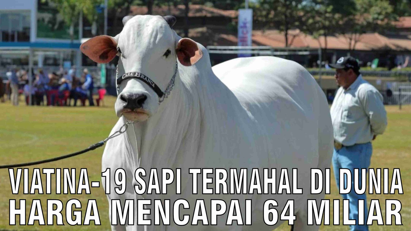 gb-29102024-04.03.37-Viatina-19-Sapi-Termahal-Di-Dunia-Harga-Mencapai-64-Miliar.jpg