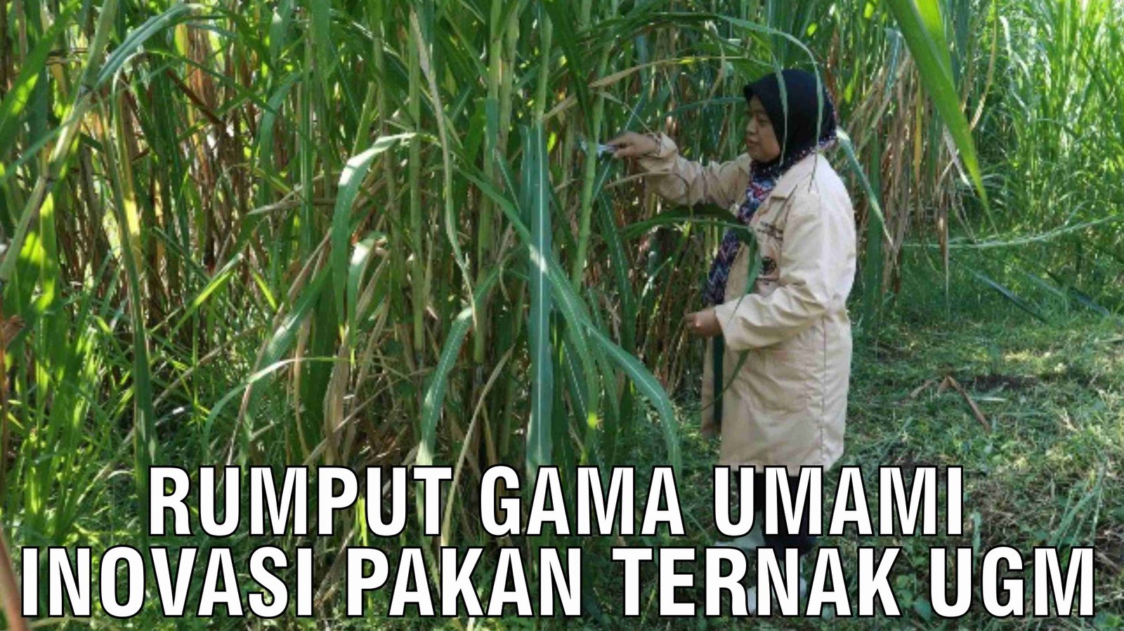 gb-29102024-04.25.01-Rumput-Gama-Umami-Inovasi-Pakan-Ternak-Universitas-Gadjah-Mada.jpg
