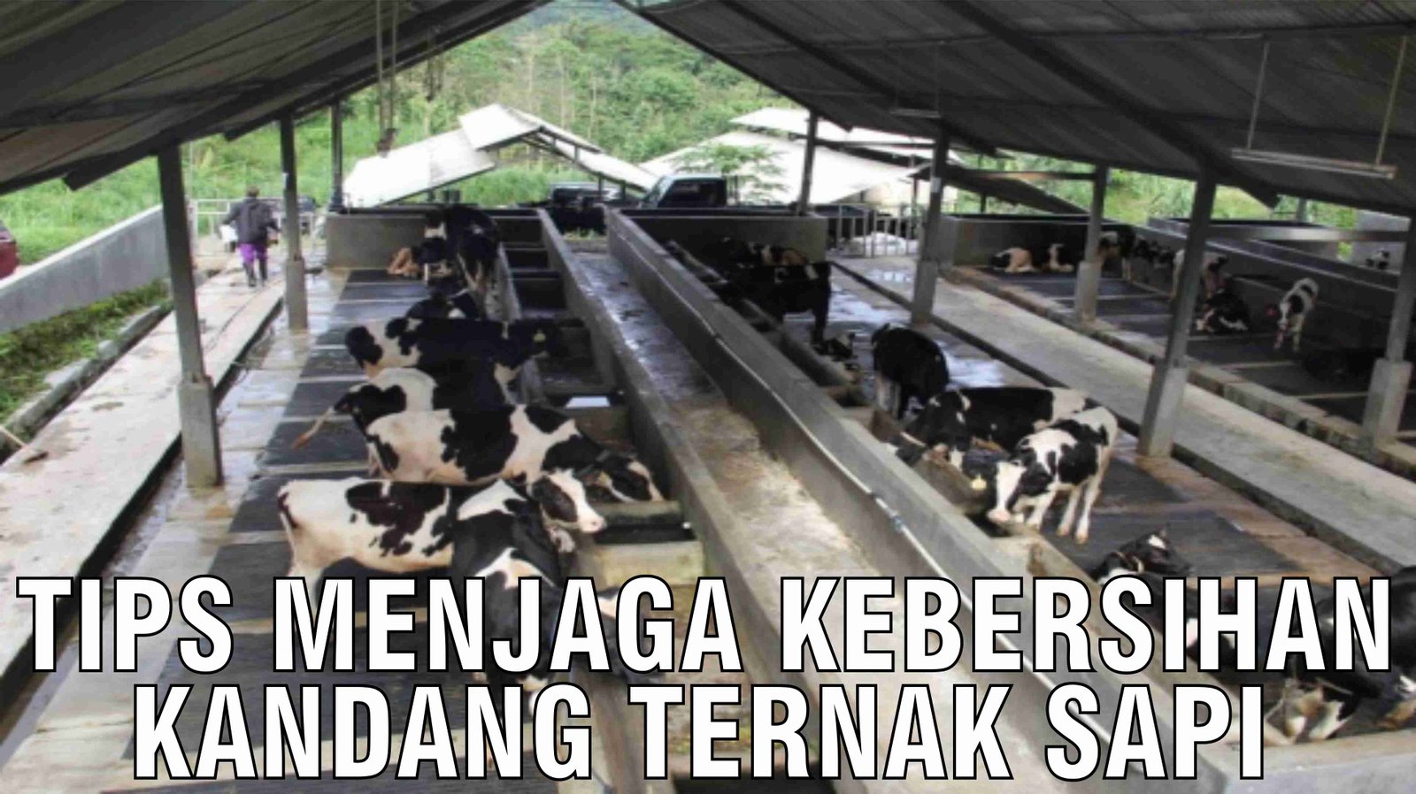 gb-29102024-07.53.07-Tips-Menjaga-Kebersihan-Kandang-Ternak-Sapi.jpg