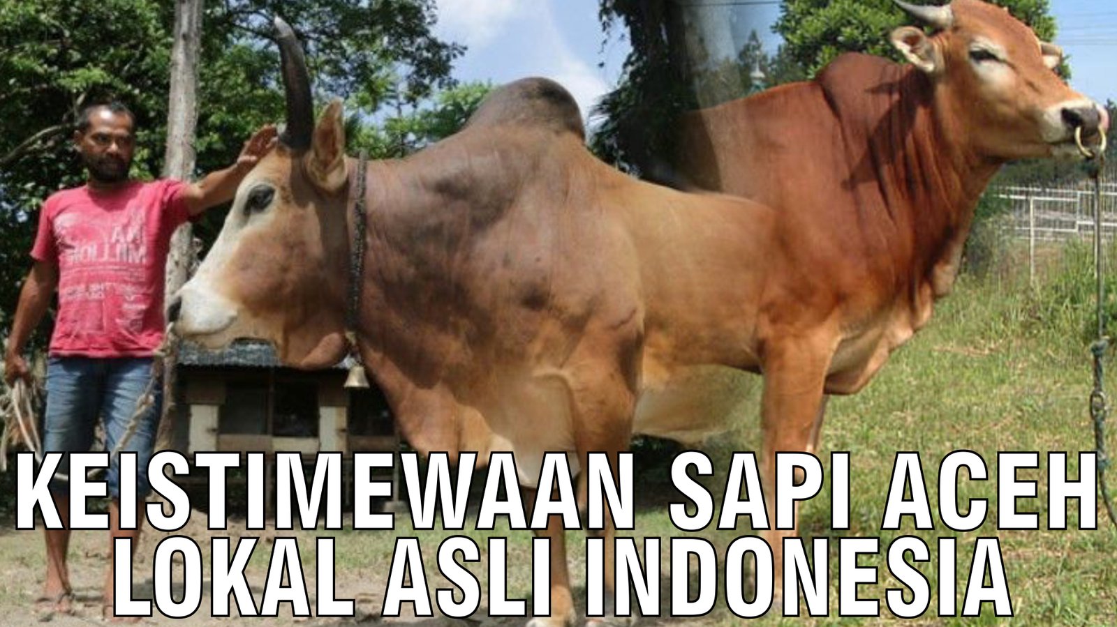 gb-31102024-05.56.33-Keistimewaan-Sapi-Aceh-Lokal-Asli-Indonesia.jpg