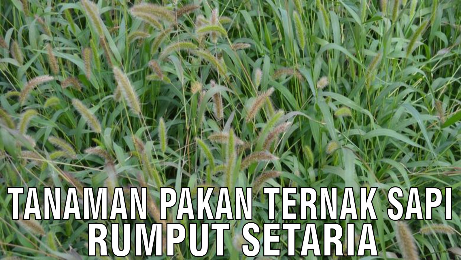 gb-31102024-06.11.38-Tanaman-Pakan-Ternak-Rumput-Setaria.jpg