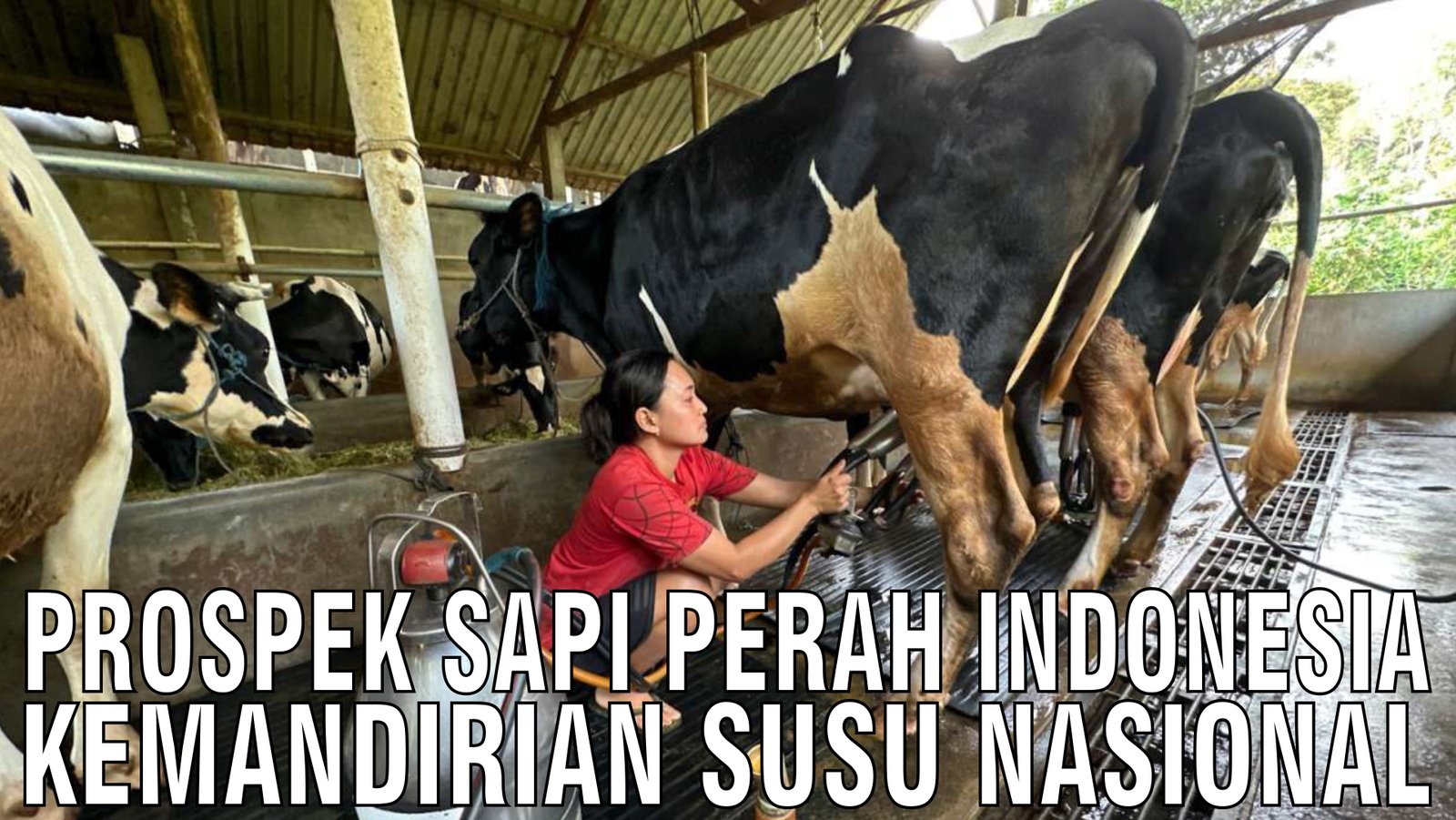 gb-31102024-06.20.05-Prospek-Sapi-Perah-Indonesia-Kemandirian-Susu-Nasional.jpg