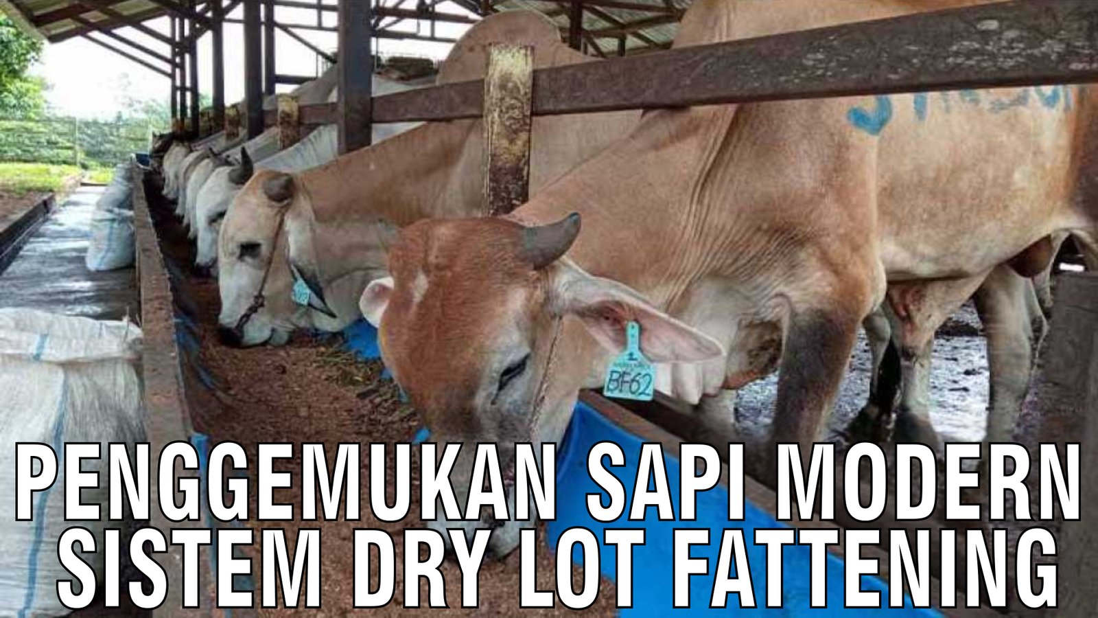 gb-31102024-07.44.09-Penggemukan-Sapi-Modern-Sistem-Dry-Lot-Fattening.jpg