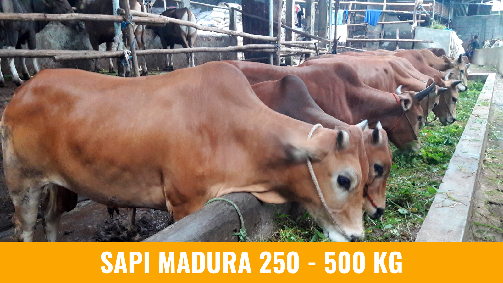 Image - madura-250.png