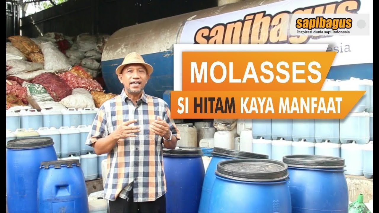 Molasses Sapibagus