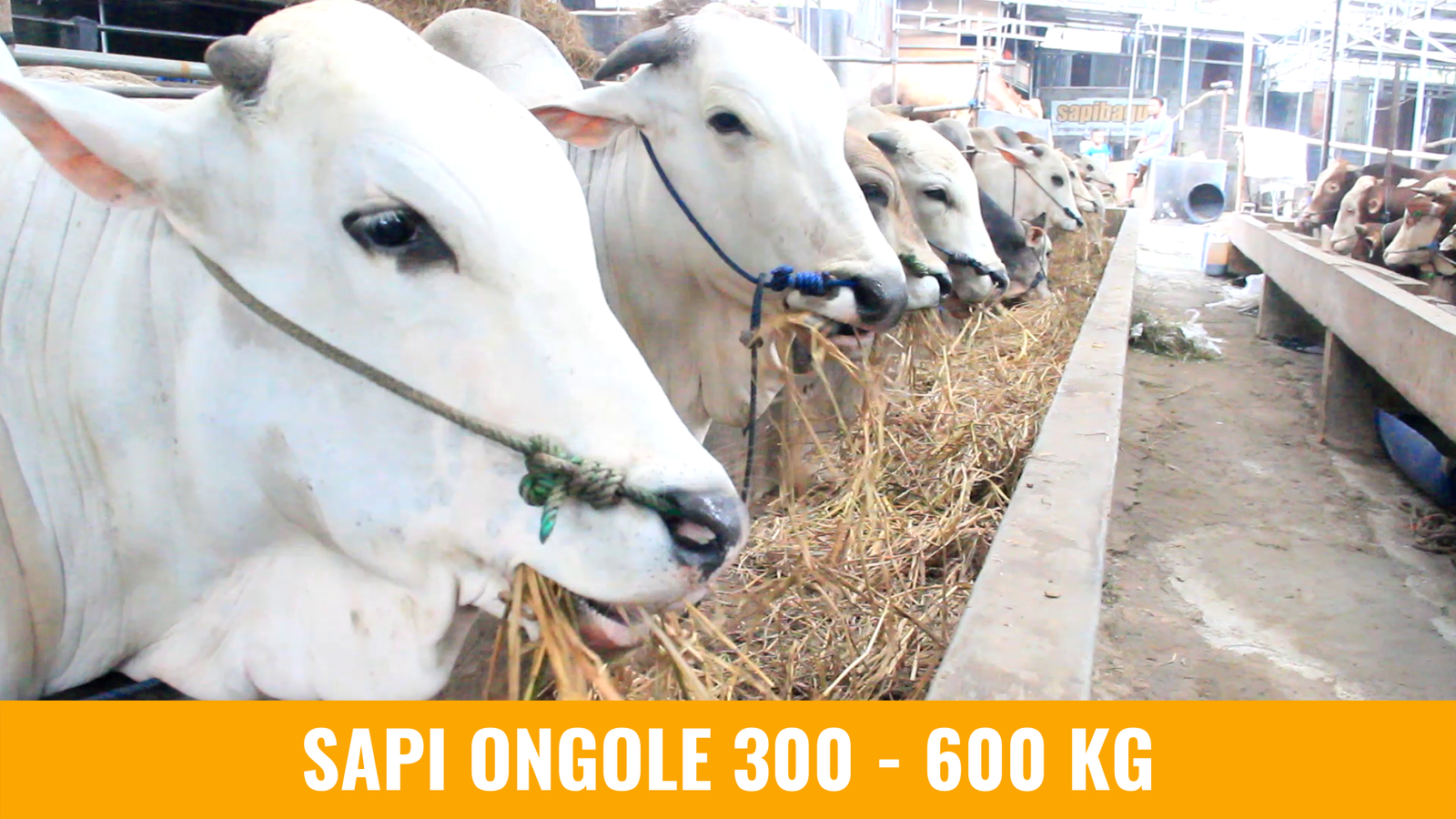 Image - ongole-300.png
