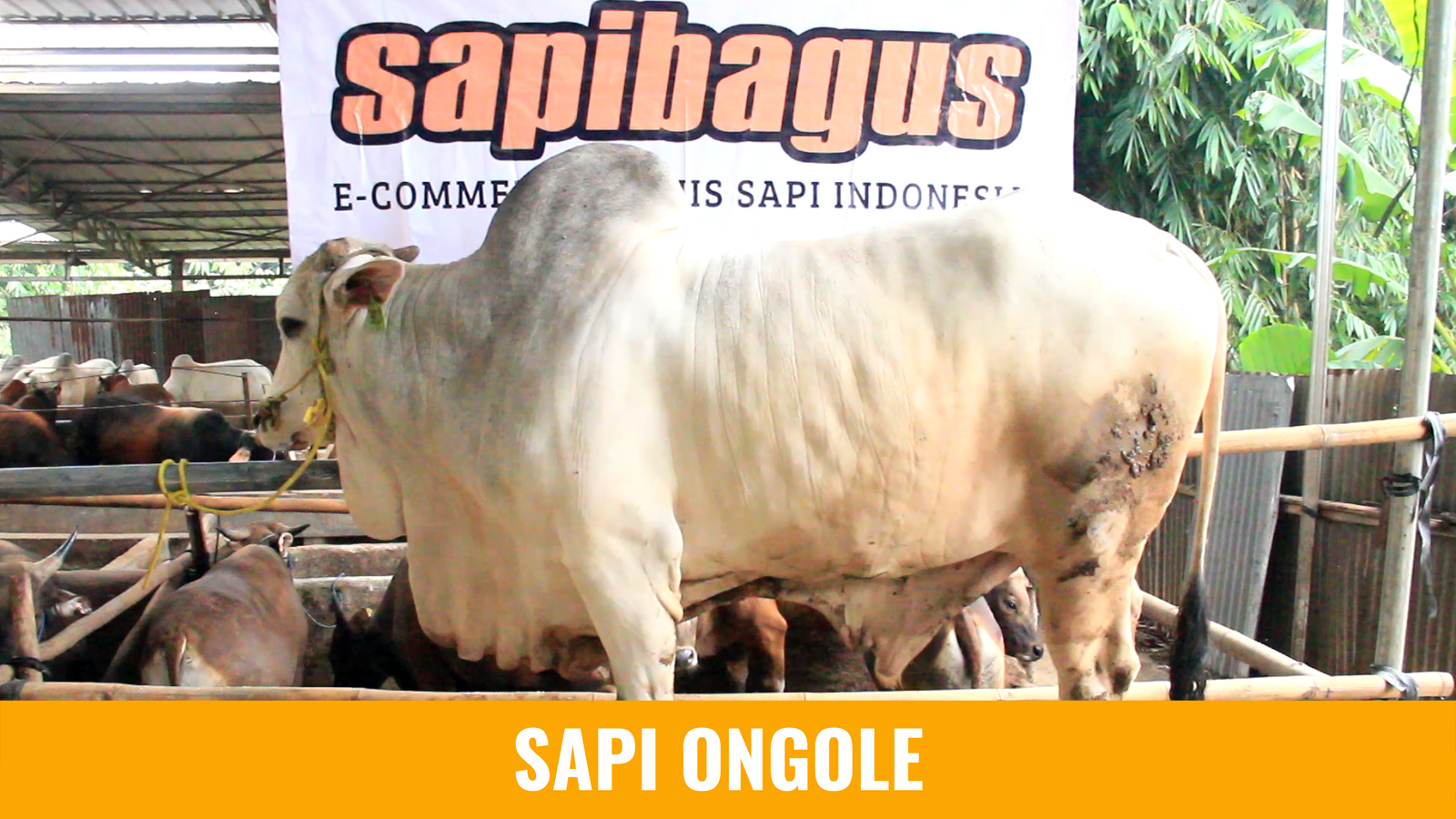 QURBAN TERBAIK SESUAI SYARIAH