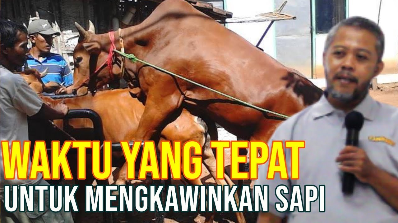 
                                 Waktu-Terbaik-Kawinkan-Sapi-Dengan-Tingkat-Keberhasilan-Tinggi